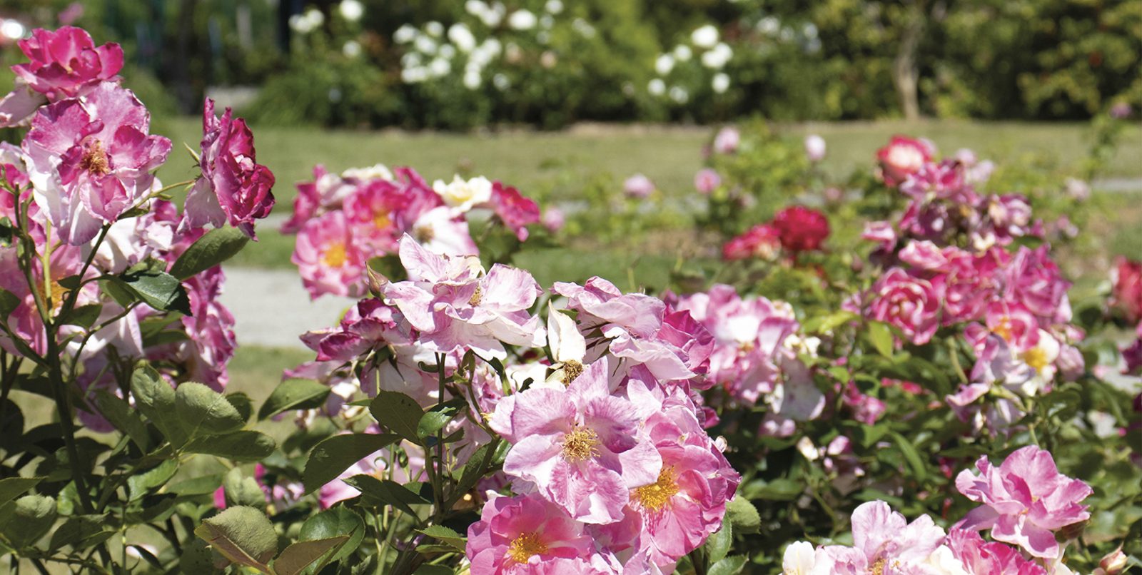 Concours des jardins et balcons fleuris