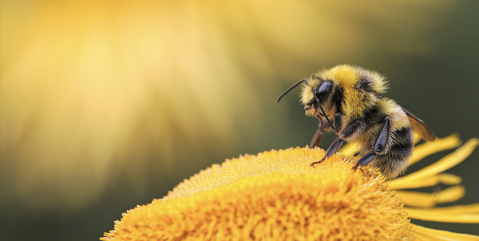 festival des abeilles