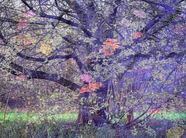 Concert Virtuoses de nature - 24 mai