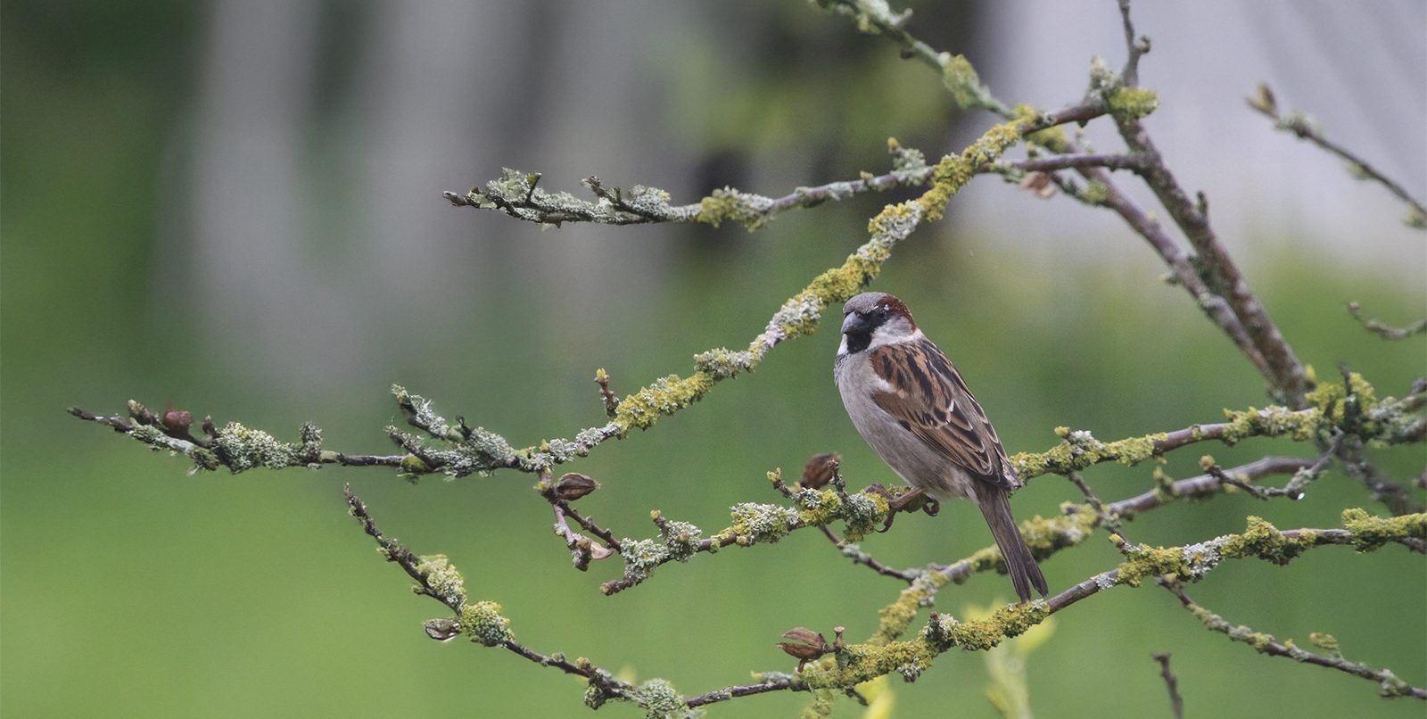 Opération comptage des oiseaux 2025