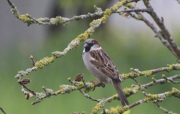 comptage oiseaux