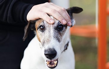 chien trouvé
