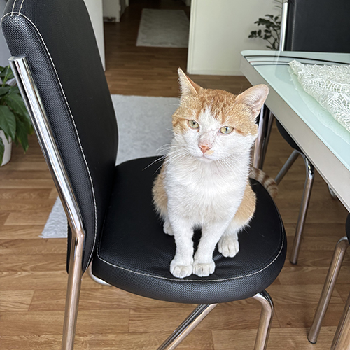 Annonce chat perdu 3