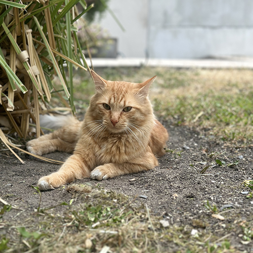 Annonce chat perdu 4