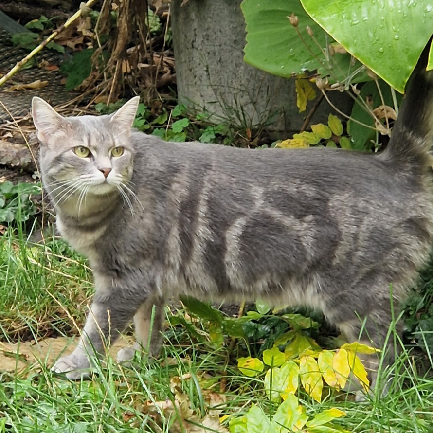 chat perdus